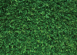LYWYGG 8X6Ft Green Leaves Photography Backdrops Mmicrofiber Nature Backd... - £32.18 GBP