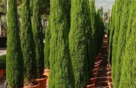 Live Starter Seedlings Plant Italian Cypress Rooted Cupressus Sempervirens - £31.15 GBP