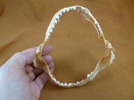 sj470-195-8) 5-1/8" Tiger SHARK jaw sharks jaws teeth taxidermy educational - $36.99