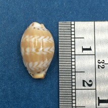 #51 Cypraea (Palmadusta) ziczac 16.5mm Bohol, Philippines, Shallow Water - $4.94