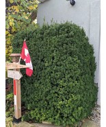 SEED- from a Hicks Yew- Taxus Media Hicksi- Evergreen for Hedge/Planting... - $6.79+