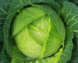 800 Cabbage Seeds Copenhagen  Heirloom Non Gmo Fresh Fast Shipping - £7.22 GBP