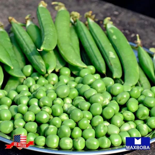 20+ Pea Seeds Little Marvel Non Gmo Heirloom Vegetable Fresh Garden Beau... - $8.98