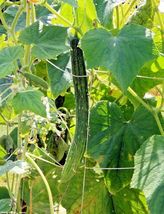 30 Japanese Long Pickling Cucumbers Seeds Garden Mild Crisp Container - £14.14 GBP
