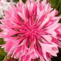 USA Seller Pink Tall Bachelor Button Seeds Corn Flower Cornflower Rose Bouquet S - £11.02 GBP