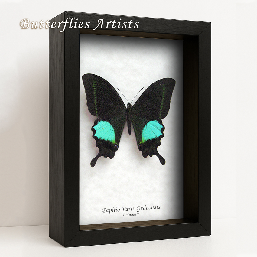 Papilio Paris Emerald Peacock Swallowtail Butterfly Framed Entomology Sh... - $57.99