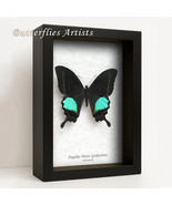 Papilio Paris Emerald Peacock Swallowtail Butterfly Framed Entomology Sh... - $78.77 CAD