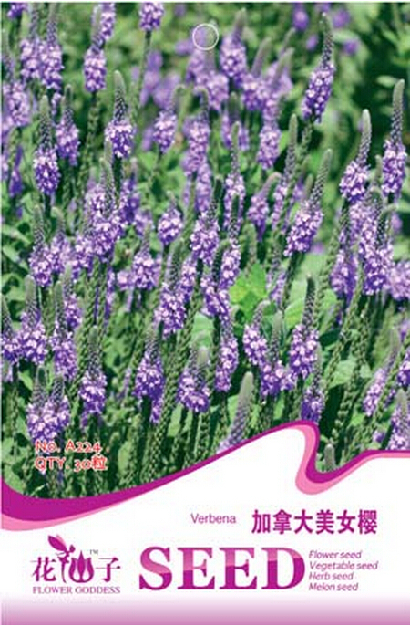 Verbena Hastata Blue Vervain Flower 30 Seeds Swamp Verbena Flowering Pla... - $2.96
