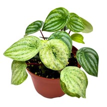 Harmony&#39;s Gold Dust Peperomia, Variegated Watermelon Pep Sport - $32.51