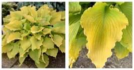 1 Live Potted Plant hosta ECHO THE SUN medium new yellow 2.5&quot; pot - £34.28 GBP