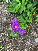100 Count Aster Flower Mix - NON-GMO/Heirloom - Free Shipping - $2.75