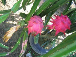 Dragon fruit pitaya white flesh edible cactus exotic rare plant seed 500 seeds - £16.01 GBP