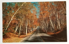 Autumn Foliage Street View Concord New Hampshire NH Lusterchrome Postcard c1950s - £3.13 GBP