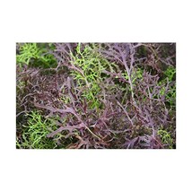 Mustard Mizuna Red Streaked Organic - 2 gm approx 1400 seeds  - $8.00
