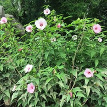 USA SELLER Hibiscus Laevis Soldier Rose Mallow 30 Seeds Free Shipping - $17.60