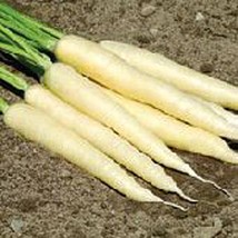 USA SELLER White Satin Carrots Seeds Fast Shipping - £7.35 GBP