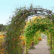 Privacy Fence Firecracker Mina Lobata Vine Showy Orange Reddish 120&quot; Vine Hummin - £11.31 GBP