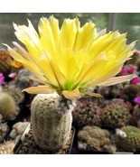 PSA 40 Statice Pastel Mix Seeds Fast Grow - $248.78 MXN
