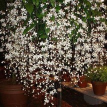 USA SELLER Medium “Bridal Veil Clerodendrum Plant” Aka “Wallichii Clerod... - $67.98