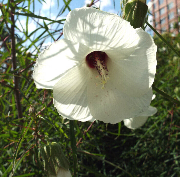 Hibiscus Dasycalyx Neches River Hibiscus 5 seeds Fresh Gardening - $17.96