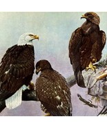 Bald Eagle Golden Eagle 1955 Plate Print Birds Of America Nature Art DWEE33 - $745.09 MXN