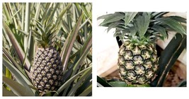 Ships In Pot Kona Sugar Loaf Live Pineapple Plant Ananas Comosus Fruit - £33.55 GBP