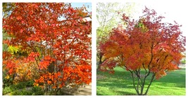 Autumn Brilliance Serviceberry Red Fall Color Spring Flowers - $74.99
