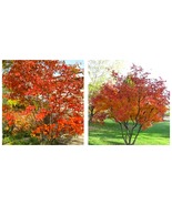 Autumn Brilliance Serviceberry Red Fall Color Spring Flowers - £56.94 GBP