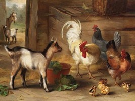Best Wall Decor goats and chickens Painting Printed Canvas VII Giclee - £6.86 GBP+