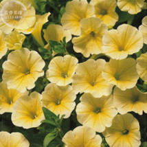 Sunrise Cascading Trails Yellow Petunia Seeds 200 Seeds Garden USA Shipping - $8.49