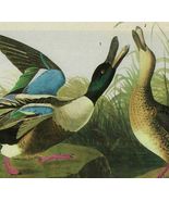 Shoveller Duck Bird 1946 Color Plate Print John James Audubon Nature DWV2A - $39.99
