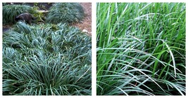 1 Plant Mondo Grass Ophiopogon Lilyturf Quart Size Plants Shade - £41.52 GBP