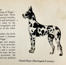 Harlequin Great Dane 1939 Dog Breed Art Ole Larsen Color Plate Print PCBG18 - $555.10 MXN
