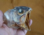 SAF-133) 2&quot; modern Lake trout fish ead Salvelinus namaycush cool science... - $26.17