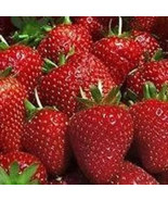 Organic Strawberry plants -- Fort Laramie - 1&quot; bare root 10  count U.S.A - $14.85