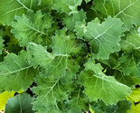 LWK Dwarf Siberian Kale Seeds 300 Seeds Non-Gmo 1098 Easy Grow - $9.14