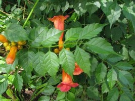 Septh 3 Live Plants Orange Hummingbird Trumpet Creeper Campsis Starter Rooted Fl - $37.49