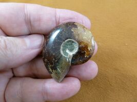 (F415-7) 1-1/2" Ammonite fossil ammonites extinct marine molluscs shell ... - $11.99