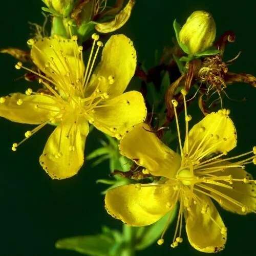 Fresh Great St. Johns Wort 2,000 Seeds Heirloom Garden - $10.98