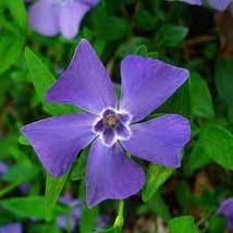 40 Fragrant Blue Vinca Seeds Flower Annual - £14.12 GBP