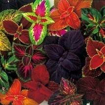 Coleus &quot;Rainbow Mix&quot;  Shade Loving Flower Fresh  2023  50 Seeds - £5.17 GBP