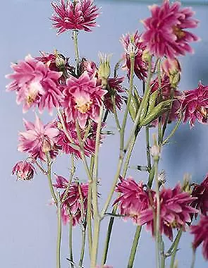 Aquilegia vulgaris Barlow Nora 1,000 seeds - £48.20 GBP