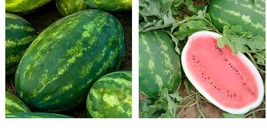 All Sweet Watermelon 100+ seeds descended from Crimson Sweet Fruit WT 25-35lb - £22.36 GBP