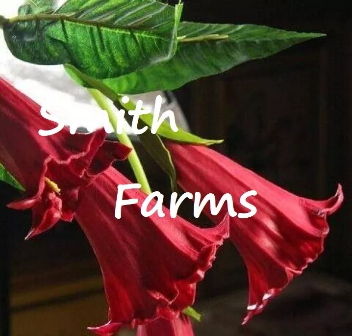 25 Seeds Candy Red Angel Trumpet Flowers Brugmansia Datura Gardening Fresh USA S - $12.50