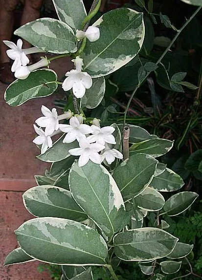 4&quot;&quot; Pot Madagascar Variegated Jasmine Stephanotis floribunda Variegated  - £32.28 GBP