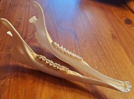 Real Whitetail Deer Jaw Taxidermy Clean Teeth Crafts Bones Hunting Cabin... - $15.00
