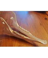 Real Whitetail Deer Jaw Taxidermy Clean Teeth Crafts Bones Hunting Cabin... - $272.96 MXN