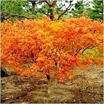 US Seller 20 Siebolds Maple Seeds Acer Sieboldianum Fast Shipping - $13.90