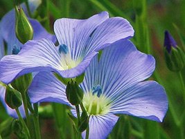 Blue Flax Seed, 100+ Seeds, Organic, Beautiful Striking Blue Flax Flowers - £3.18 GBP