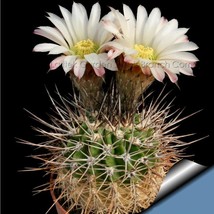 20 Seeds Acanthocalycium Klimpelianum, Prickly Cactus with Pinkish Spines, White - £11.58 GBP